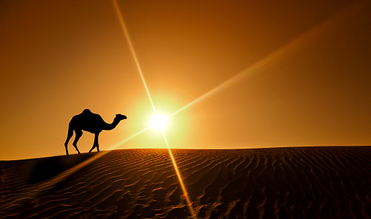 Silhouette of a camel walking alone in the Dubai desert