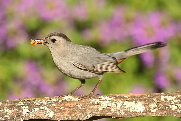 istock Gray Catbird Dumetella carolinensis 500174209