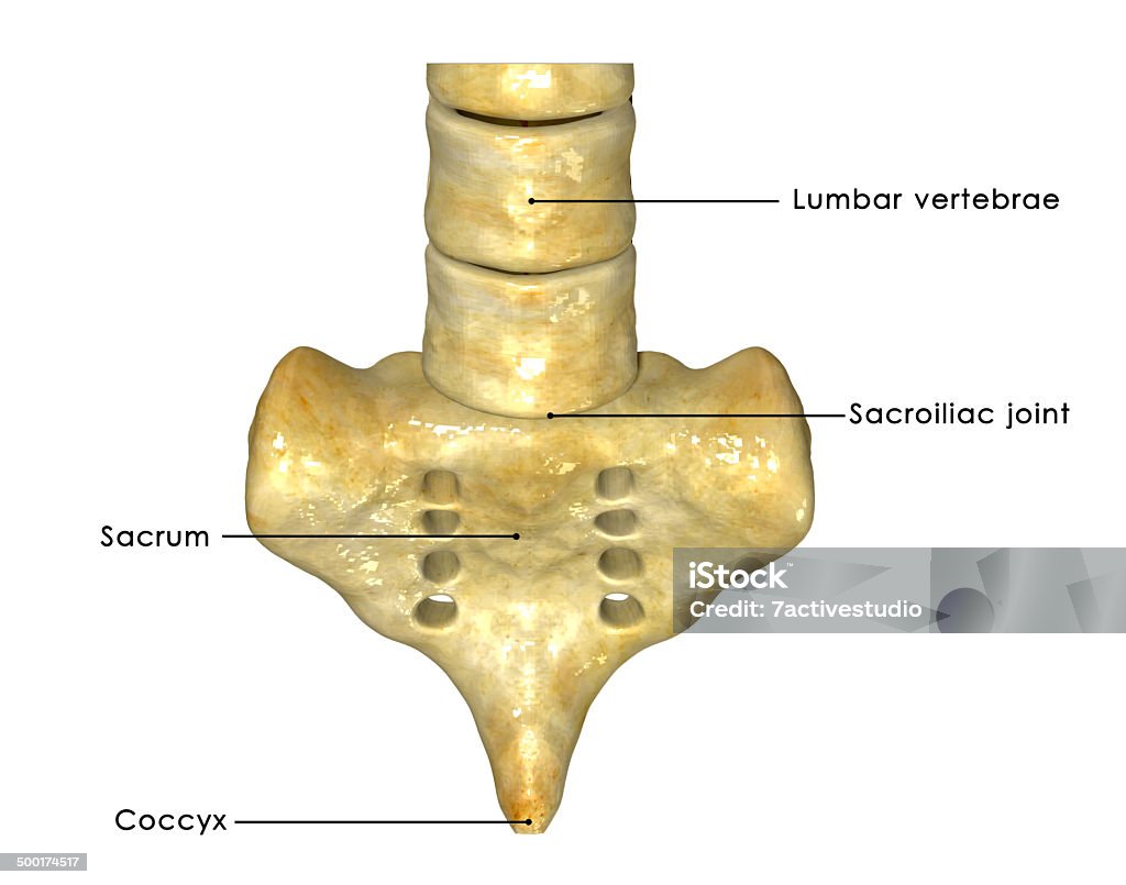 Sacrum is a large, triangular bone at the base of the spine and at the upper, back part of the pelvic cavity, where it is inserted like a wedge between the two hip bones. Its upper part connects with the last lumbar vertebra, and its lower part with the coccyx Girdle Stock Photo