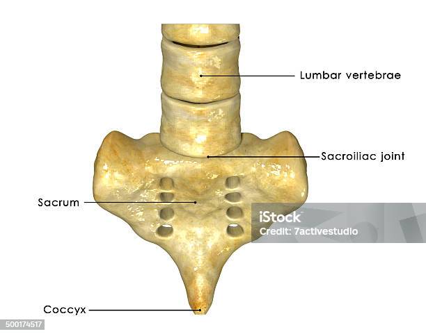 Sacrum Stock Photo - Download Image Now - Girdle, Human Groin, Anatomy