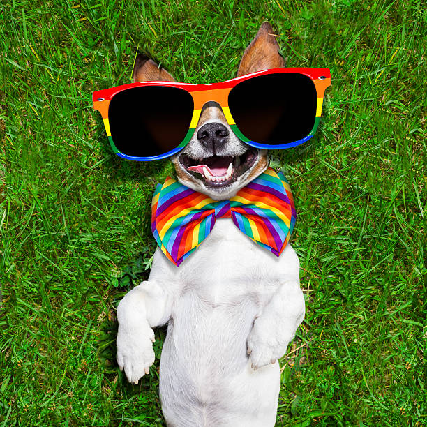 istock very funny gay  dog 500174565