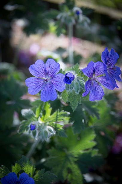 istock Purple summer flowers in the sunlight 500175333