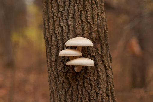 Cropped shot of mushrooms growing on a treehttp://195.154.178.81/DATA/i_collage/pu/shoots/806069.jpg