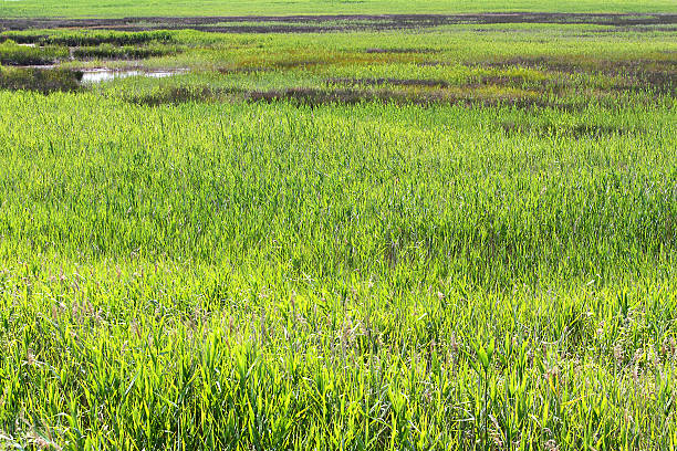 istock bamboo reeds and marshes in a protected natural park 500175555
