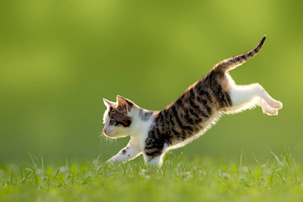 istock Young cat jumps over a meadow backlit 500175731
