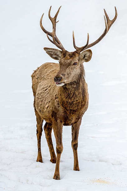 istock male deer portrait while looking at you 500176010