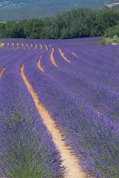 Color lavender field. Natural and herbal landscape in Provence, France. Vertically.