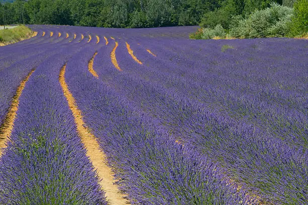 Color lavender field. Natural and herbal landscape in Provence, France.