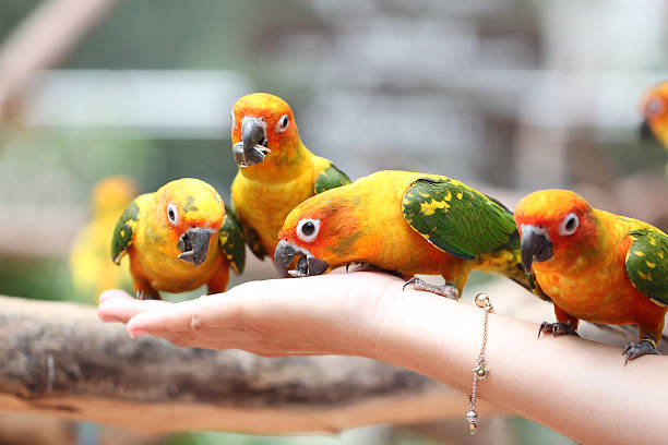 istock many of parrot is eating foods. 500177257