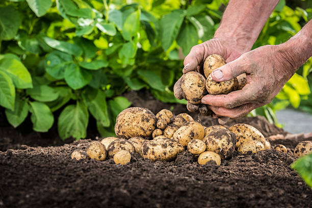 Hands harvesting fresh potatoes from soil Hands harvesting fresh organic potatoes from soil crop plant stock pictures, royalty-free photos & images