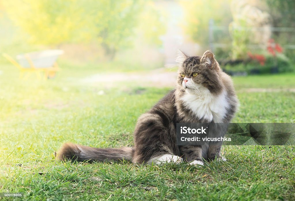 Gray fluffy cat in garden on  sunshine Gray fluffy cat in garden in sunshine, on background of flowers and cars Animal Stock Photo