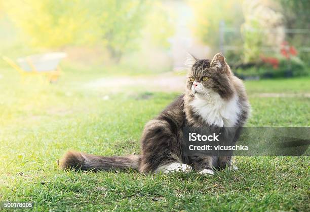 Gray Fluffy Cat In Garden On Sunshine Stock Photo - Download Image Now - Animal, Animal Body Part, Animal Eye