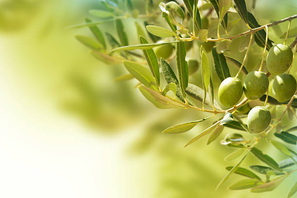 olives sur olive tree à l'automne. - focus tree leaf freshness photos et images de collection