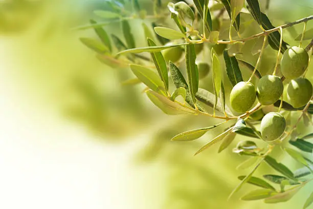 Olives on olive tree in autumn.