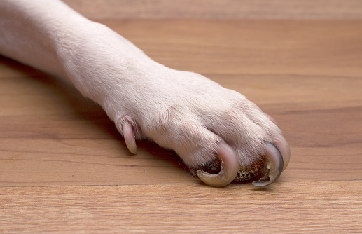 Largo de uñas perro cuadrados photo
