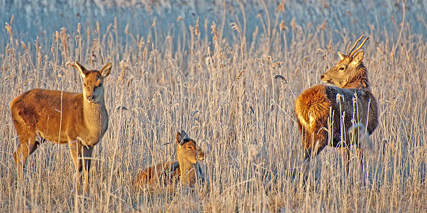 istock Red deer in a field at sunrise in winter 500185250