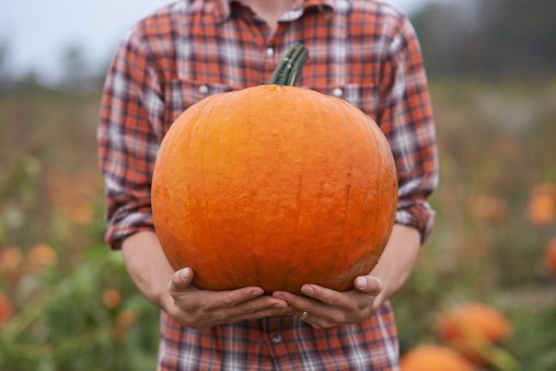 Cropped shot of a pumpkin farmhttp://195.154.178.81/DATA/i_collage/pu/shoots/806059.jpg