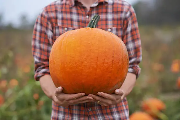 Photo of Pumpkin pride