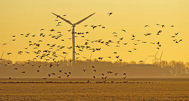 Birds flying over a field at dawn in winter Birds flying over a field at dawn in winter almere photos stock pictures, royalty-free photos & images