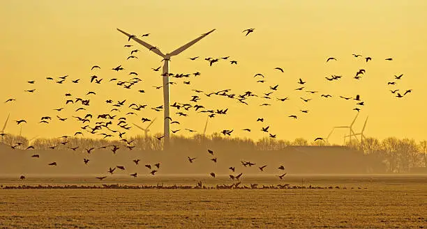Birds flying over a field at dawn in winter