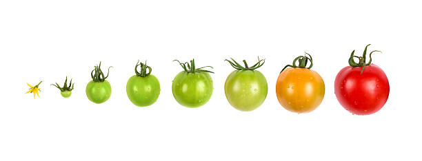 トマトの成長も進化も進行中で分離の白い背景を設定 - evolution progress unripe tomato ストックフォトと画像