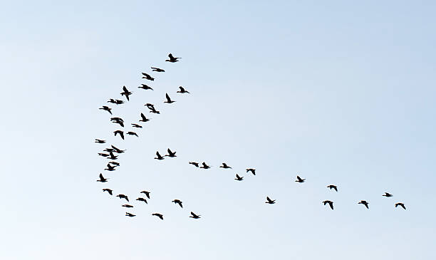 istock Flying birds at dawn in winter 500186012