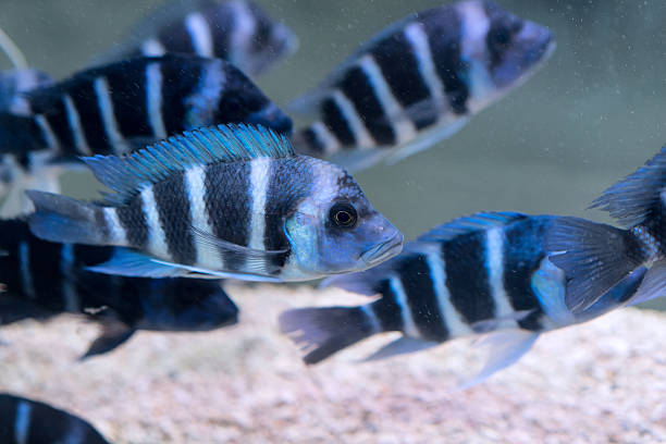 humphead cíclido - cyphotilapia frontosa fotografías e imágenes de stock