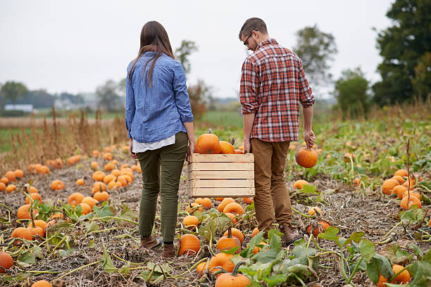 Pumpkins galore Shot of a young couple tending to their pumpkin farmhttp://195.154.178.81/DATA/i_collage/pu/shoots/806059.jpg the farmer and his wife pictures stock pictures, royalty-free photos & images