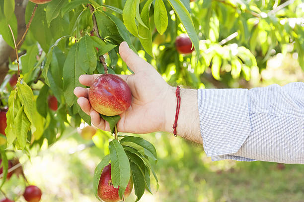 istock farmer peach and leaves 500187582
