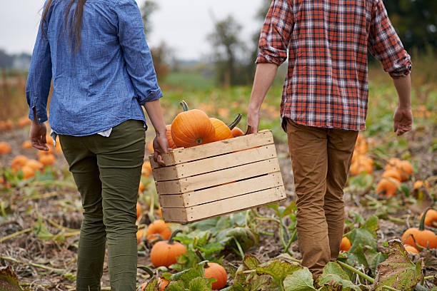 Pumpkins on the grow