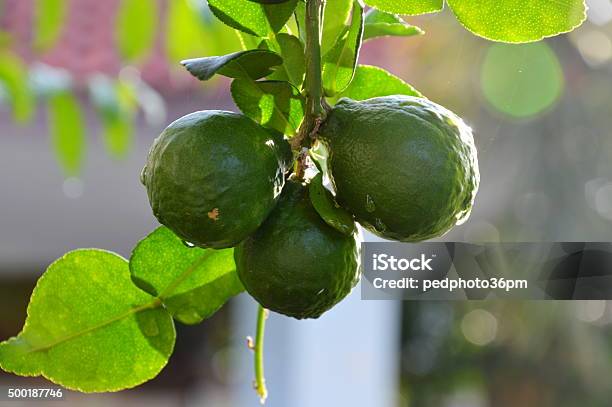 Kaffir Lime In Backyard Garden Stock Photo - Download Image Now - Kaffir Lime, 2015, Agriculture