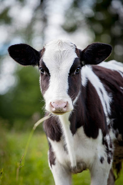 istock Newborn calf on green grass 500194017
