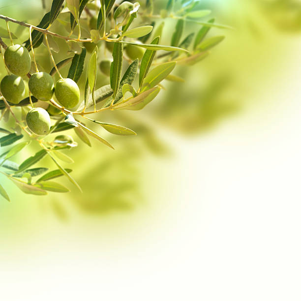 istock Olives on olive tree in autumn. 500194201