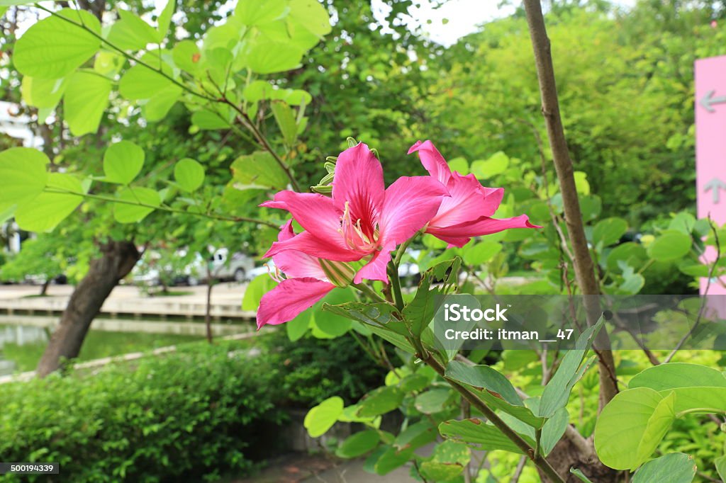 Butterfly Tree, Orchid Drzewo, fioletowy Bauhinia kwiaty. - Zbiór zdjęć royalty-free (Azja)