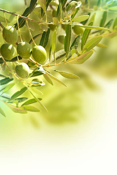 istock Olives on olive tree in autumn. 500194351