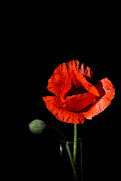 istock Poppy flower 500194697