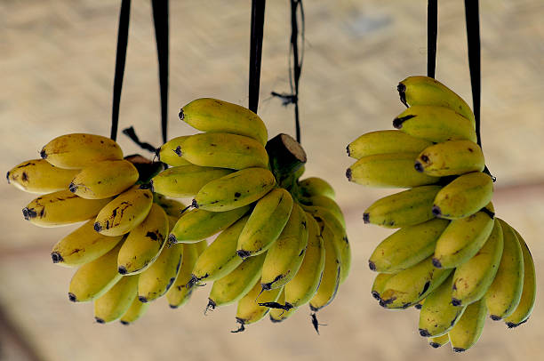 istock Tropical banana regimes 500194829