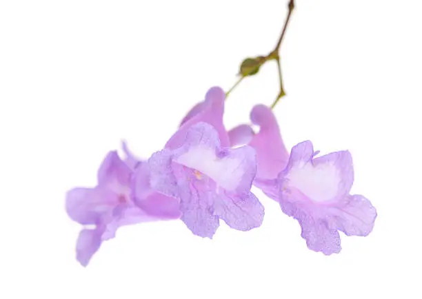 Jacaranda flowers isolated on white