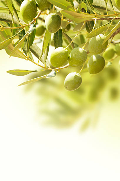 istock Olives on olive tree in autumn. 500196181