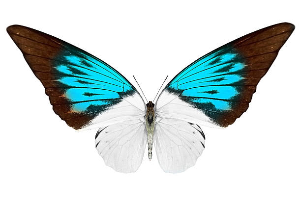 istock beautiful butterfly isolated on white 500197127