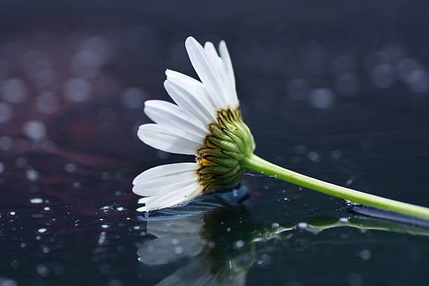 istock Artistic macro of wet daisy flower, love nature, reflection 500197309