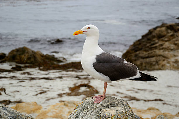 istock seagull stand on rock near beach 500198019