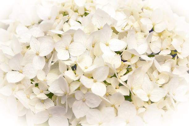 istock Closeup Snowball Flowers 500198087