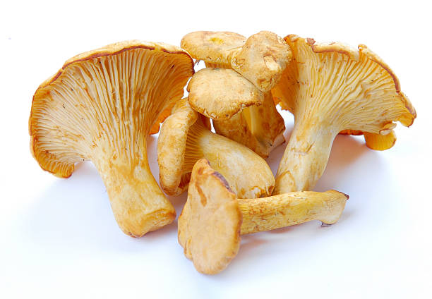 istock mushrooms chanterelle 500198117