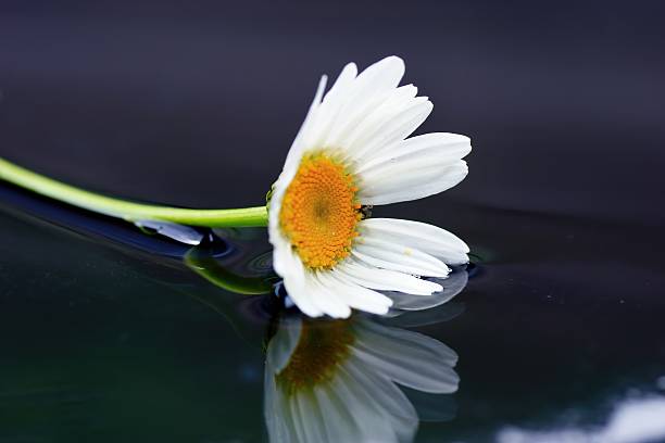 istock Artistic macro of wet daisy flower, love nature, reflection 500198699
