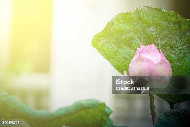 Beautiful Pink Lotus Water Lily In Pond With Sun Light Stock Photo - Download Image Now