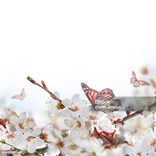Apricot Flowers In Spring Stock Photo - Download Image Now - April, Botany, Branch - Plant Part