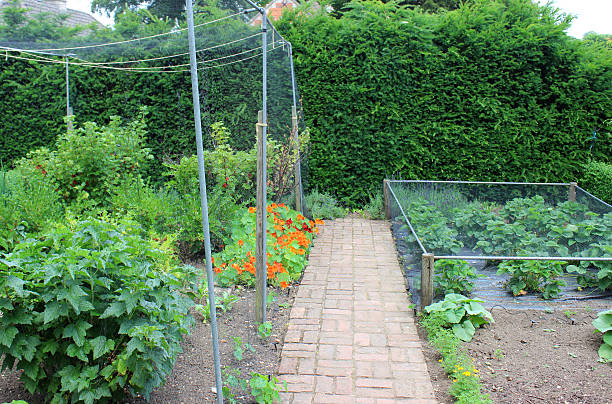 Photo showing an ornamental vegetable garden with two very different fruit cages.  On the right in a low fruit cage, with black garden netting preventing a lush crop of strawberries from being eaten by hungry blackbirds.  On the left is a taller fruit cage, where blackcurrants, raspberries and gooseberries have been underplanted with colourful nasturtium flowers.