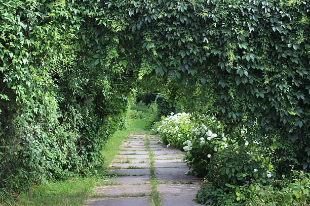 istock Parthenocissus green archs 500200153