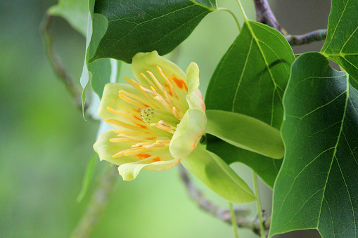 Photo showing a pale green, cream / yellow and orange flower on a large specimen American tulip tree growing in an arboretum.  The Latin name for this particular tulip tree is: Liriodendron tulipifera, while other names include the fiddle tree, yellow poplar and whitewood.